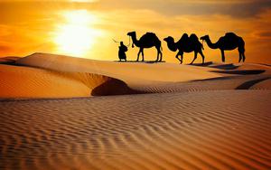 Thumbnail for Amazing Evening Desert Safaris in Sharjah