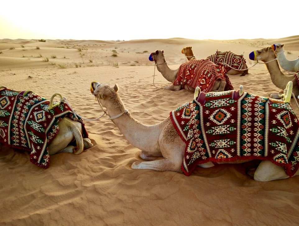 camels in desert