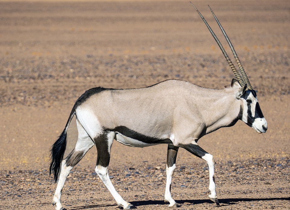 Oryx