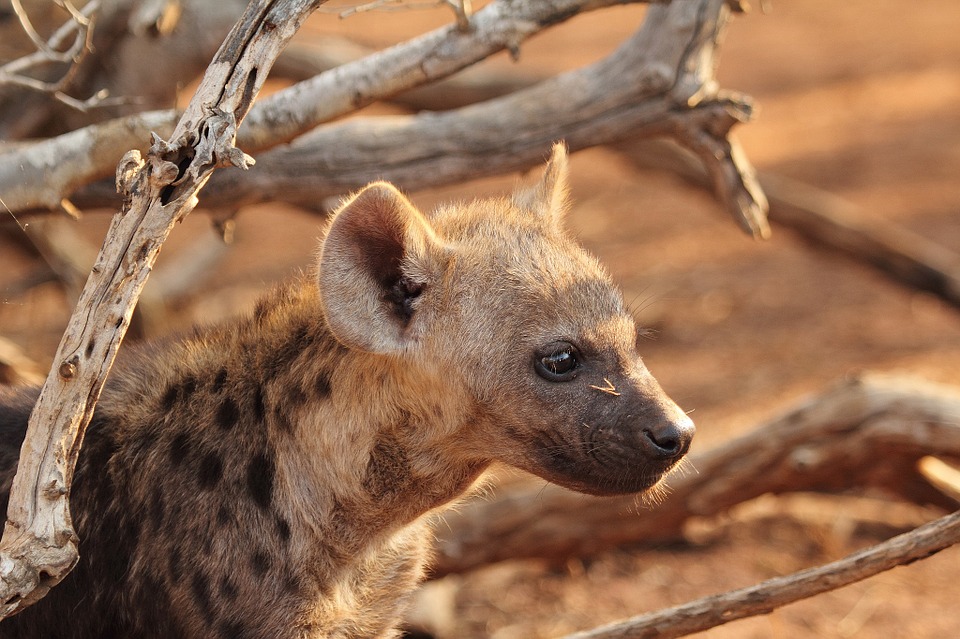 Hyena puppy